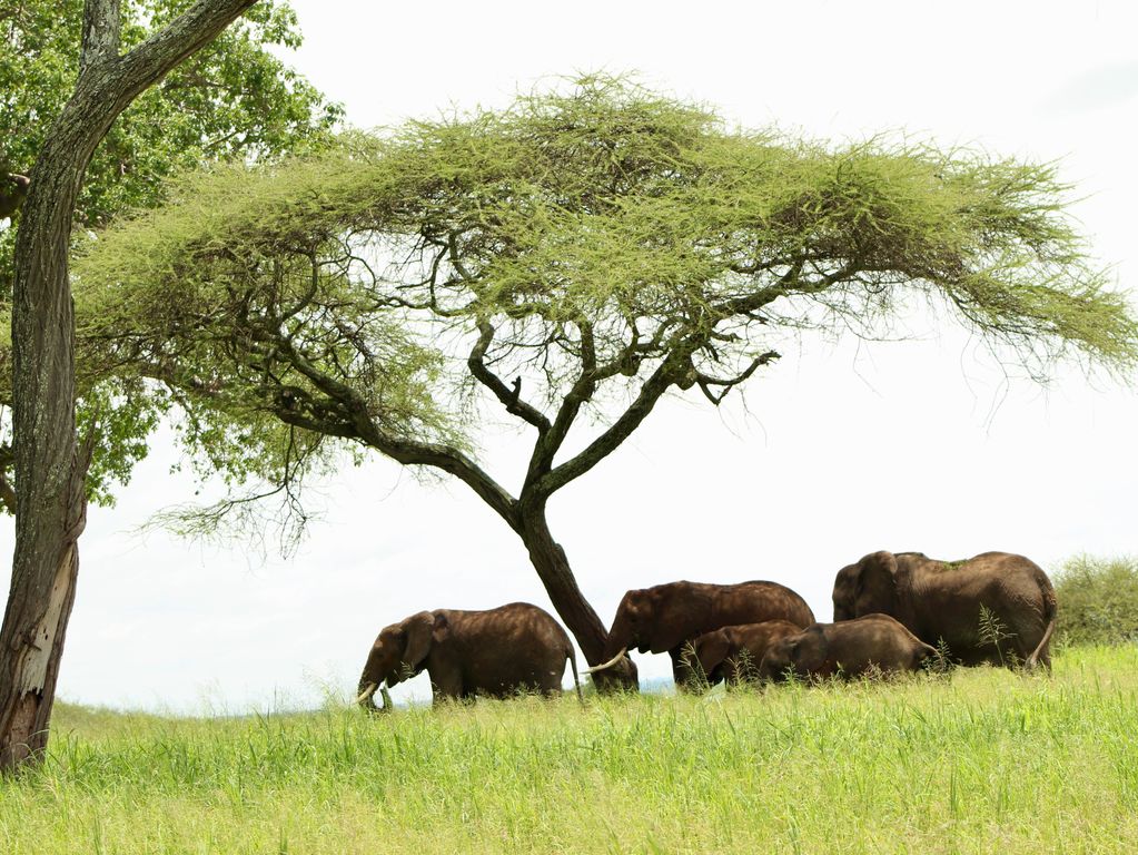 Olifanten groepsreis Tanzania